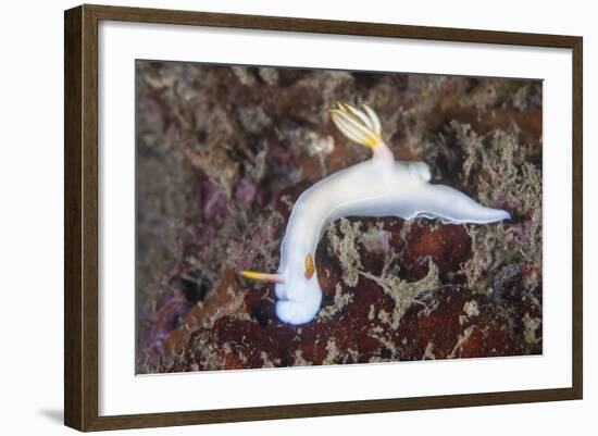 A Beautiful Nudibranch Crawls across a Reef in Indonesia-Stocktrek Images-Framed Photographic Print