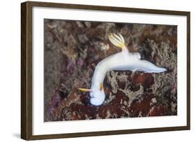 A Beautiful Nudibranch Crawls across a Reef in Indonesia-Stocktrek Images-Framed Photographic Print