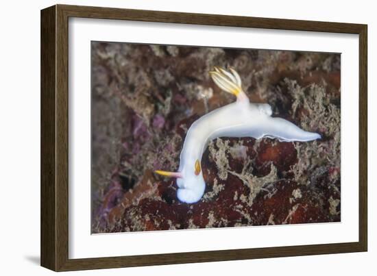 A Beautiful Nudibranch Crawls across a Reef in Indonesia-Stocktrek Images-Framed Photographic Print