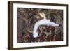 A Beautiful Nudibranch Crawls across a Reef in Indonesia-Stocktrek Images-Framed Photographic Print