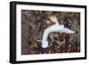 A Beautiful Nudibranch Crawls across a Reef in Indonesia-Stocktrek Images-Framed Photographic Print