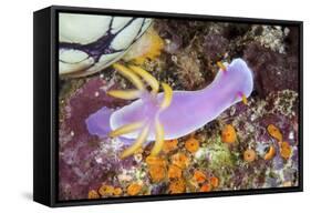 A Beautiful Nudibranch Crawls Slowly across a Reef-Stocktrek Images-Framed Stretched Canvas
