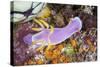 A Beautiful Nudibranch Crawls Slowly across a Reef-Stocktrek Images-Stretched Canvas