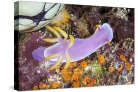 A Beautiful Nudibranch Crawls Slowly across a Reef-Stocktrek Images-Stretched Canvas
