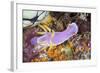 A Beautiful Nudibranch Crawls Slowly across a Reef-Stocktrek Images-Framed Photographic Print