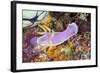 A Beautiful Nudibranch Crawls Slowly across a Reef-Stocktrek Images-Framed Photographic Print