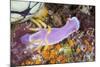 A Beautiful Nudibranch Crawls Slowly across a Reef-Stocktrek Images-Mounted Photographic Print