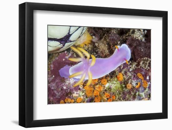 A Beautiful Nudibranch Crawls Slowly across a Reef-Stocktrek Images-Framed Photographic Print