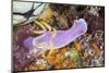 A Beautiful Nudibranch Crawls Slowly across a Reef-Stocktrek Images-Mounted Photographic Print