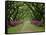 A Beautiful Pathway Lined with Trees and Purple Azaleas-Sam Abell-Stretched Canvas