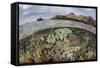 A Beautiful Reef Grows in Komodo National Park, Indonesia-Stocktrek Images-Framed Stretched Canvas