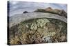 A Beautiful Reef Grows in Komodo National Park, Indonesia-Stocktrek Images-Stretched Canvas