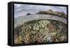 A Beautiful Reef Grows in Komodo National Park, Indonesia-Stocktrek Images-Framed Stretched Canvas