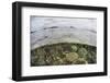 A Beautiful Reef Grows in Komodo National Park, Indonesia-Stocktrek Images-Framed Photographic Print