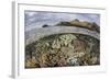 A Beautiful Reef Grows in Komodo National Park, Indonesia-Stocktrek Images-Framed Photographic Print