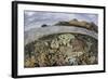 A Beautiful Reef Grows in Komodo National Park, Indonesia-Stocktrek Images-Framed Photographic Print