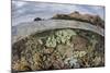 A Beautiful Reef Grows in Komodo National Park, Indonesia-Stocktrek Images-Mounted Photographic Print