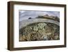 A Beautiful Reef Grows in Komodo National Park, Indonesia-Stocktrek Images-Framed Photographic Print