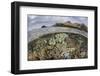 A Beautiful Reef Grows in Komodo National Park, Indonesia-Stocktrek Images-Framed Photographic Print