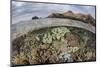 A Beautiful Reef Grows in Komodo National Park, Indonesia-Stocktrek Images-Mounted Photographic Print