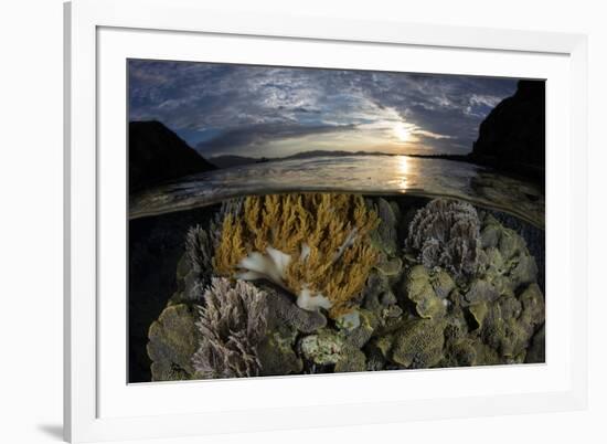 A beautiful set of corals grows in shallow water in Komodo National Park, Indonesia-Stocktrek Images-Framed Photographic Print