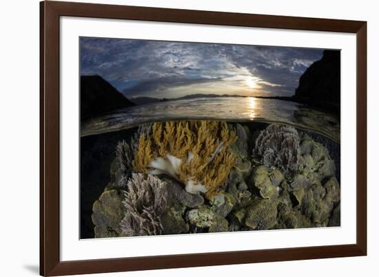 A beautiful set of corals grows in shallow water in Komodo National Park, Indonesia-Stocktrek Images-Framed Photographic Print