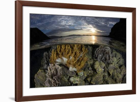 A beautiful set of corals grows in shallow water in Komodo National Park, Indonesia-Stocktrek Images-Framed Photographic Print