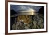 A beautiful set of corals grows in shallow water in Komodo National Park, Indonesia-Stocktrek Images-Framed Photographic Print