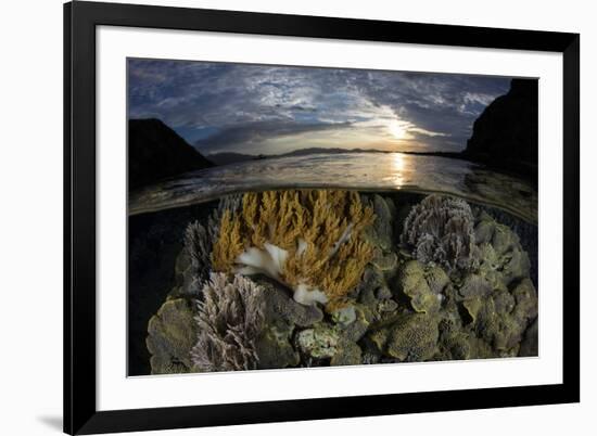 A beautiful set of corals grows in shallow water in Komodo National Park, Indonesia-Stocktrek Images-Framed Photographic Print