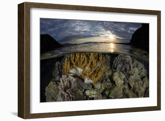 A beautiful set of corals grows in shallow water in Komodo National Park, Indonesia-Stocktrek Images-Framed Photographic Print