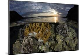 A beautiful set of corals grows in shallow water in Komodo National Park, Indonesia-Stocktrek Images-Mounted Photographic Print