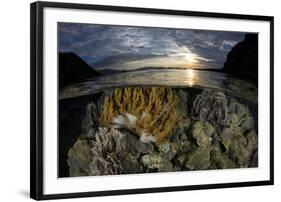 A beautiful set of corals grows in shallow water in Komodo National Park, Indonesia-Stocktrek Images-Framed Photographic Print