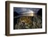 A beautiful set of corals grows in shallow water in Komodo National Park, Indonesia-Stocktrek Images-Framed Photographic Print