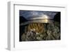 A beautiful set of corals grows in shallow water in Komodo National Park, Indonesia-Stocktrek Images-Framed Photographic Print