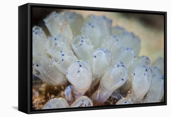 A Beautiful Set of Tiny Tunicates Grows on a Reef in Indonesia-Stocktrek Images-Framed Stretched Canvas