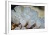 A Beautiful Set of Tiny Tunicates Grows on a Reef in Indonesia-Stocktrek Images-Framed Photographic Print