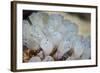 A Beautiful Set of Tiny Tunicates Grows on a Reef in Indonesia-Stocktrek Images-Framed Photographic Print