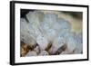 A Beautiful Set of Tiny Tunicates Grows on a Reef in Indonesia-Stocktrek Images-Framed Photographic Print