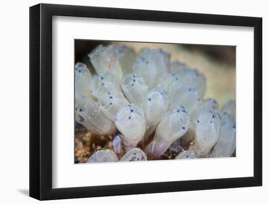 A Beautiful Set of Tiny Tunicates Grows on a Reef in Indonesia-Stocktrek Images-Framed Photographic Print