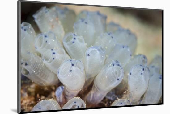 A Beautiful Set of Tiny Tunicates Grows on a Reef in Indonesia-Stocktrek Images-Mounted Photographic Print