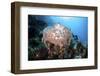 A Beautiful Soft Coral Colony Grows on a Reef Slope in Indonesia-Stocktrek Images-Framed Photographic Print