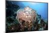 A Beautiful Soft Coral Colony Grows on a Reef Slope in Indonesia-Stocktrek Images-Mounted Photographic Print