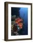 A Beautiful Soft Coral Colony Grows on a Reef Wall in Indonesia-Stocktrek Images-Framed Photographic Print