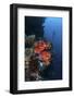 A Beautiful Soft Coral Colony Grows on a Reef Wall in Indonesia-Stocktrek Images-Framed Photographic Print