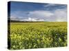 A Beautiful Spring View Showing a Rape Field Near Morston, Norfolk, England-Jon Gibbs-Stretched Canvas