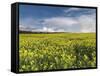 A Beautiful Spring View Showing a Rape Field Near Morston, Norfolk, England-Jon Gibbs-Framed Stretched Canvas