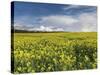 A Beautiful Spring View Showing a Rape Field Near Morston, Norfolk, England-Jon Gibbs-Stretched Canvas