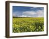 A Beautiful Spring View Showing a Rape Field Near Morston, Norfolk, England-Jon Gibbs-Framed Photographic Print