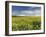 A Beautiful Spring View Showing a Rape Field Near Morston, Norfolk, England-Jon Gibbs-Framed Photographic Print