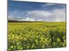 A Beautiful Spring View Showing a Rape Field Near Morston, Norfolk, England-Jon Gibbs-Mounted Photographic Print